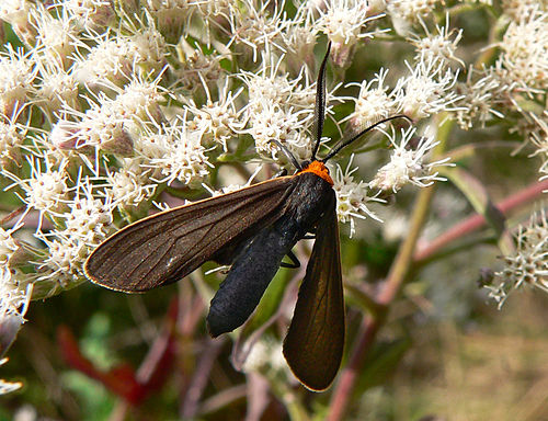 Cisseps fulvicollis